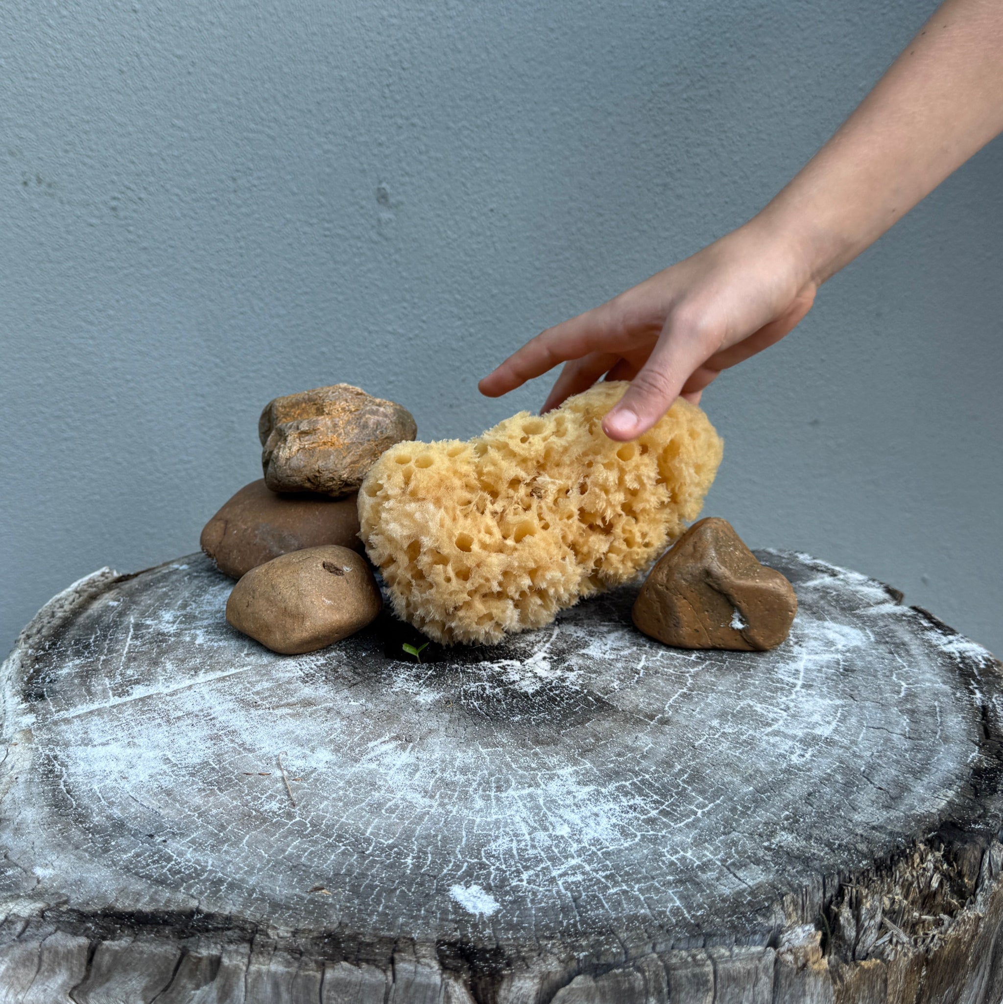 Large Sea Sponge