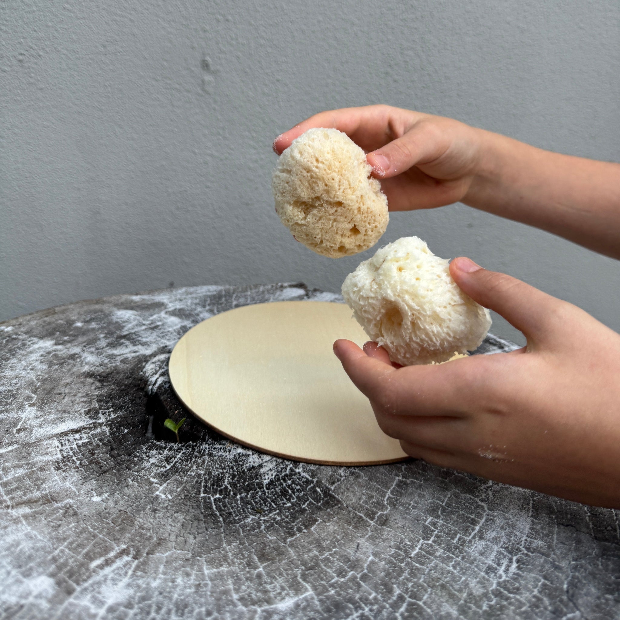 Small Sea Sponge