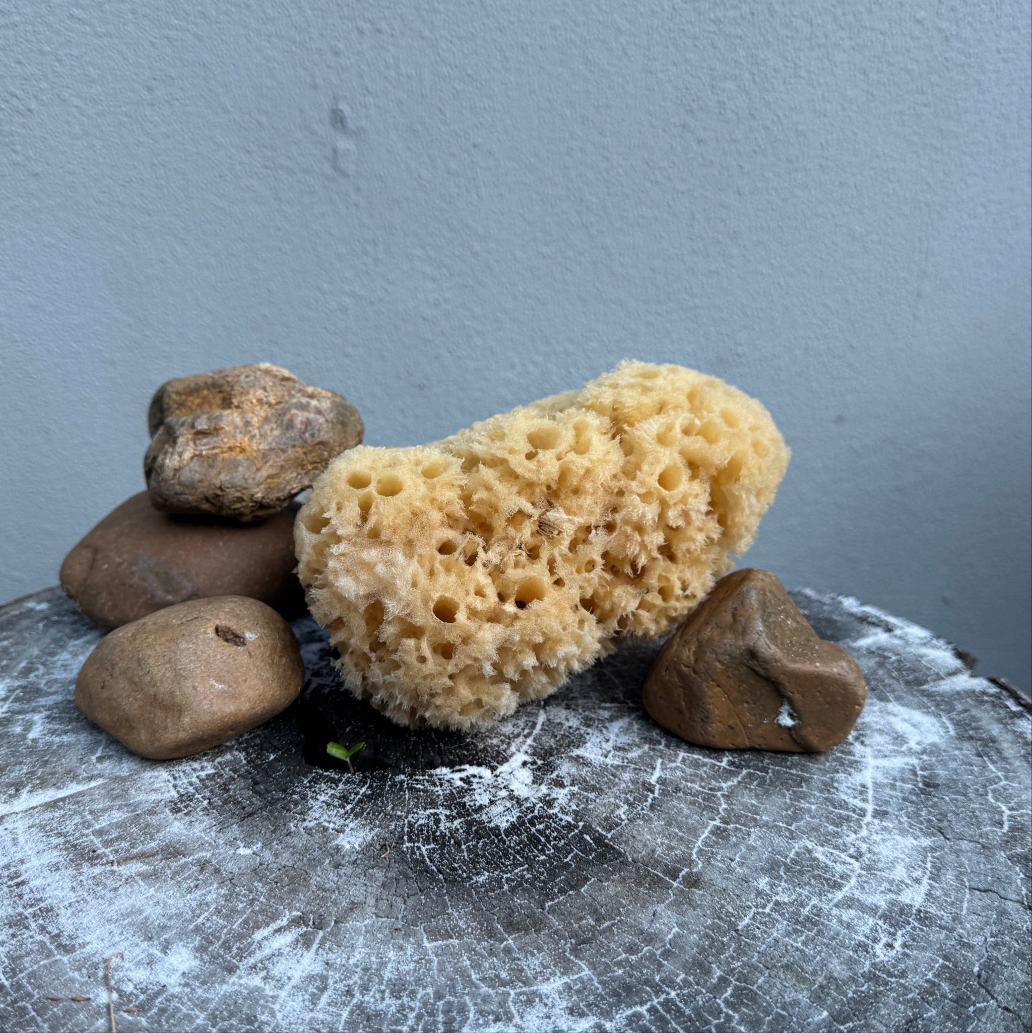 Large Sea Sponge