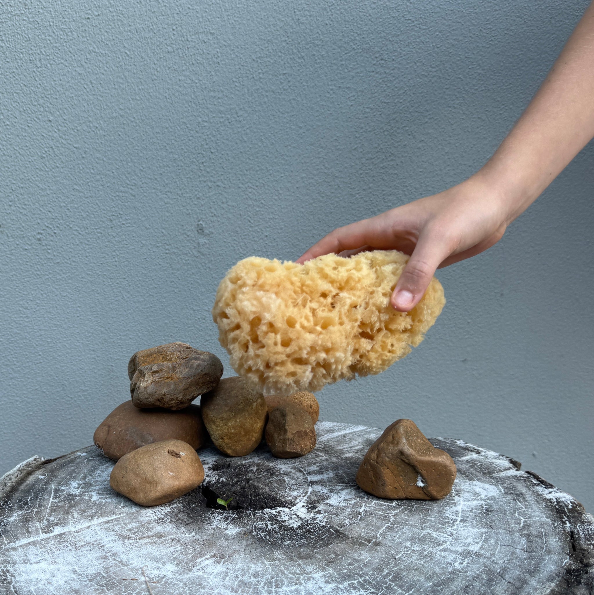 Large Sea Sponge