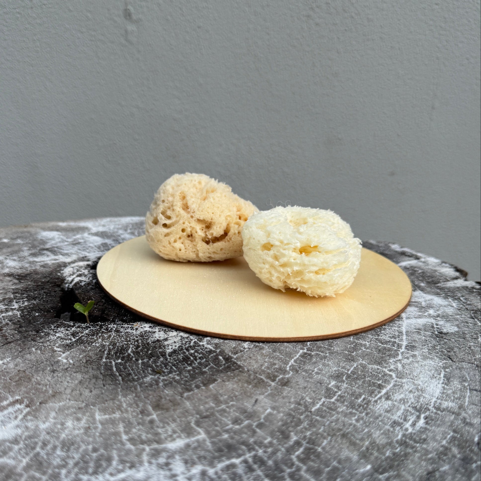 Small Sea Sponge