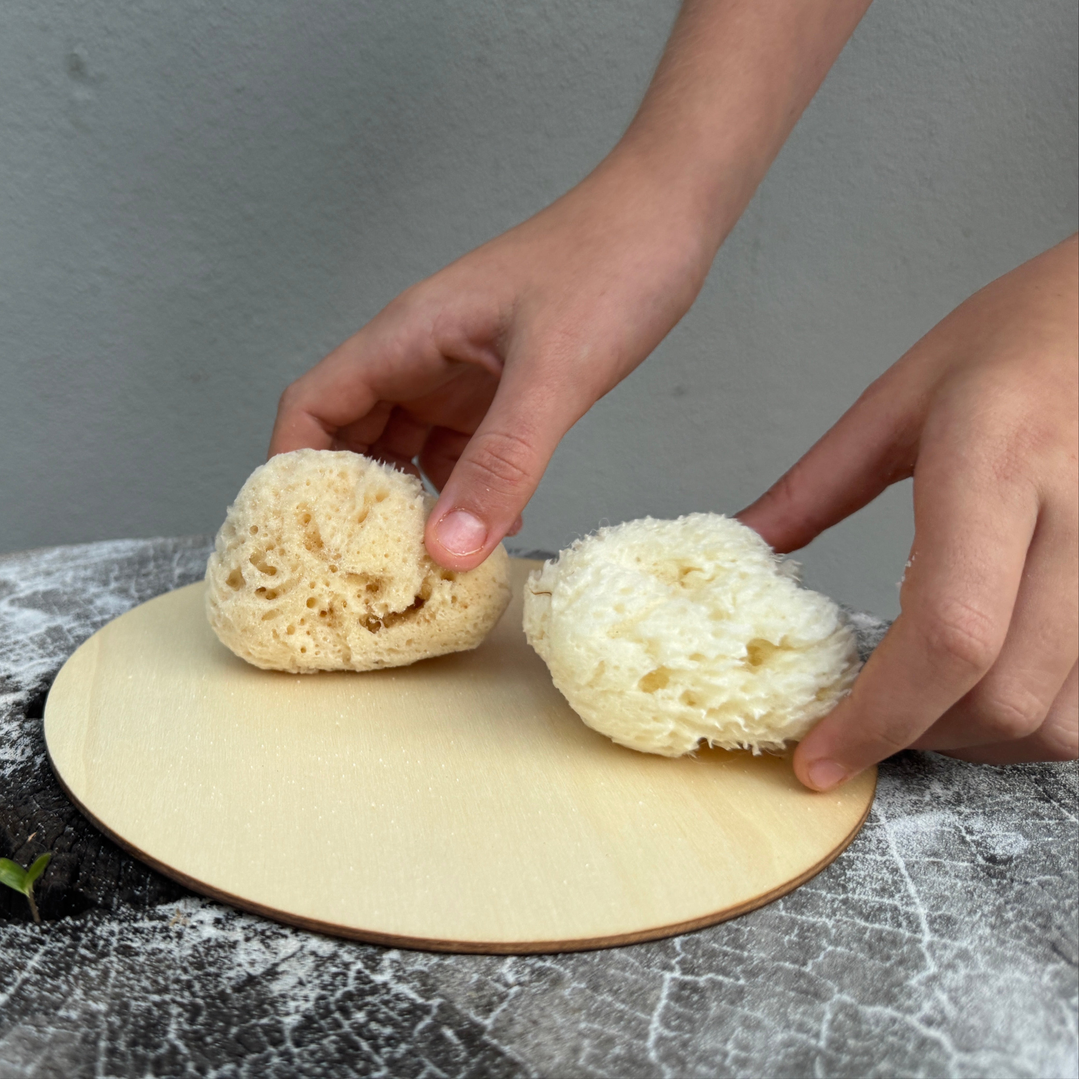 Small Sea Sponge